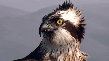 © MWT - Glesni, April 2015. Dyfi Osprey Project