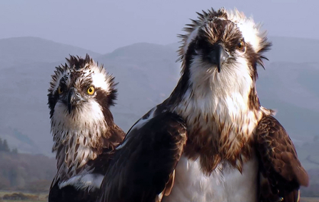 © MWT - Monty and Glesni, April 2015