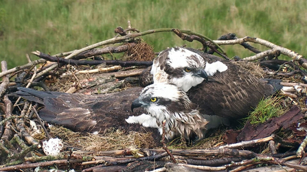 © MWT - Glesni and Monty, June 2015 storm. Dyfi Osprey Project