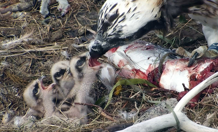 © MWT - The three chicks of 2015, Dyfi Osprey Project