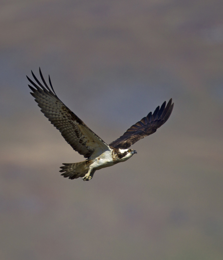 © MWT. Monty. Dyfi Osprey Project, Wales.