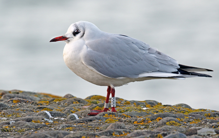 © Emyr Evans. Black-headed Gull JOU5, Foryd Bay, North Wales