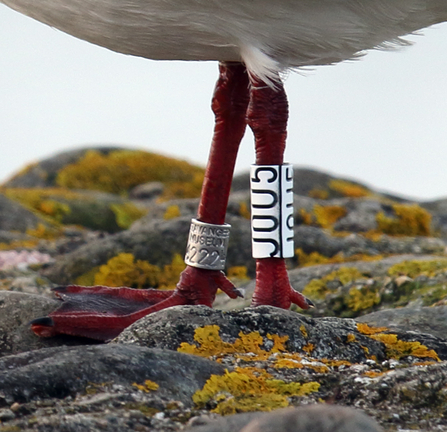 Black-headed Gull, Foryd Bay, North Wales. © Emyr Evans