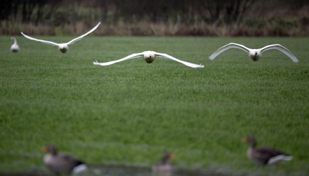 MWT - Whooper swans, Glaslyn