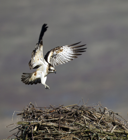 © MWT. Monty, Dyfi Osprey Project