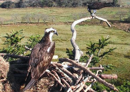 © Bywyd Gwyllt Glaslyn Wildlife