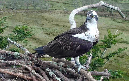 © Bywyd Gwyllt Glaslyn Wildlife - Blue CU2, April 15th, 2015