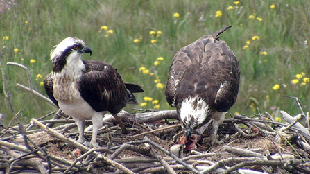 © MWT - Monty, with Nora feeding chick, 2012