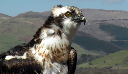 © MWT - Monty, 2015. Dyfi Osprey Project