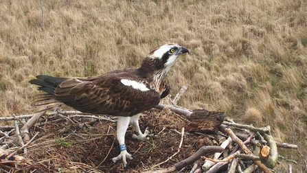 © MWT - Glesni, April 3rd, 2016