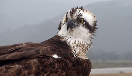 © MWT - Blue 24. Dyfi Osprey Project