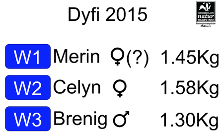 MWT - 2015 Chicks at ringing data