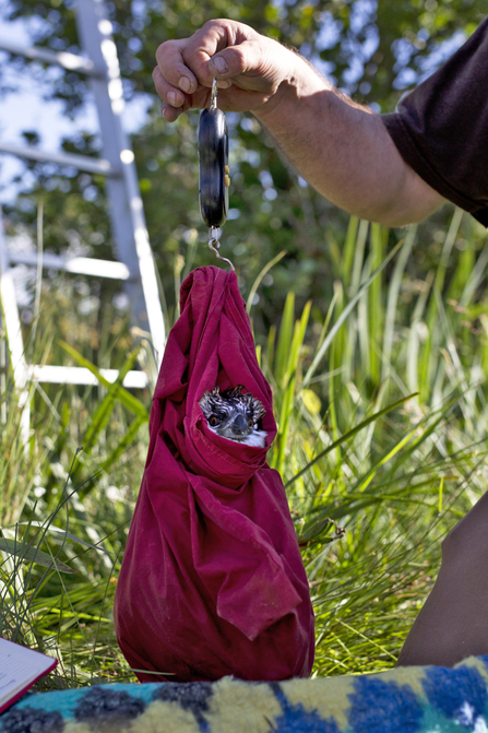 © MWT - Merin (Blue W1) being weighed at ringing, 2015