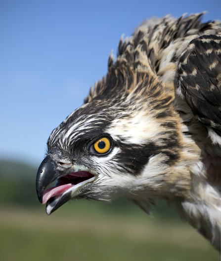 © MWT - Celyn at ringing, 2015. Dyfi Osprey Project