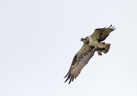 Glaslyn female, Wales