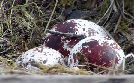 MWT - Three eggs laid, 2015, Dyfi Osprey Project