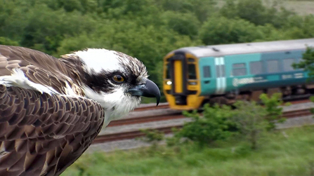 © MWT - Monty and train passing, Dyfi Osprey Project