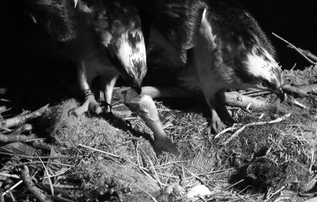 © MWT. Glesni and Monty. Dyfi Osprey Project