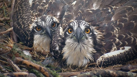 © MWT. Tegid. Ceri. Dyfi Osprey Project