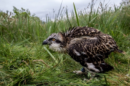 © MWT - Eitha at ringing.