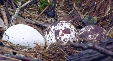 © MWT - Eggs, 2016. Dyfi Osprey Project