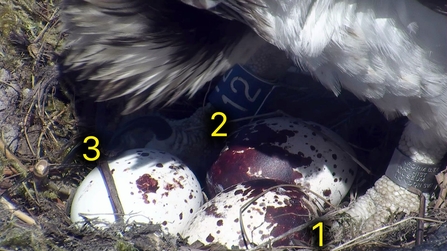 MWT - Glesni, 3 eggs, 2017. Dyfi Opsrey Project