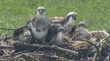 © MWT. Glesni, Monty, chicks 2017