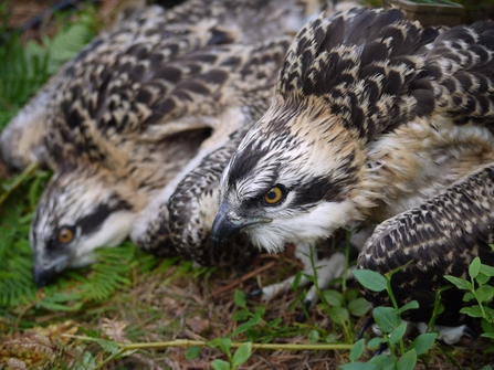 © Forestry Commission Scotland. LH0, LH1, Aberfoyle nest