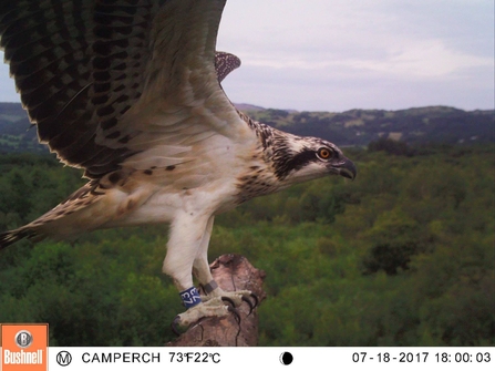 © MWT. Menai, Dyfi Osprey Project