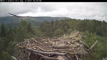 © Forestry Commission Scotland - LH0 fledges