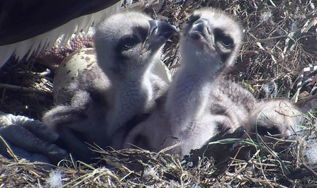 MWT - Chick 3 hatches, 2017. Dyfi Osprey Project