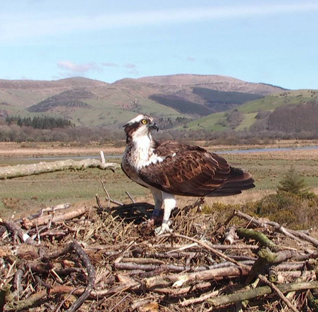 © MWT - Blue 3J lands on Dyfi nest April 5th 2018