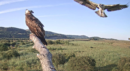 © MWT. Telyn on perch, Alys in air