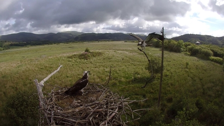 © MWT - Monty bringing large branch, Glesni and chicks in nest 2017