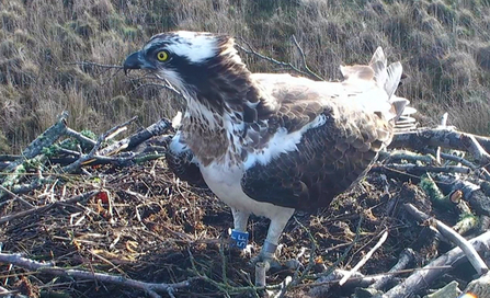 © MWT- Blue 5F on Dyfi nest in 2016