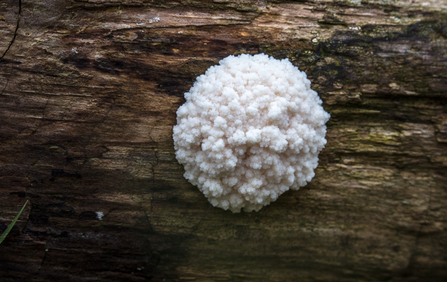 MWT - False Puffball (Enteridium lycoperdon), Cors Dyfi Reserve