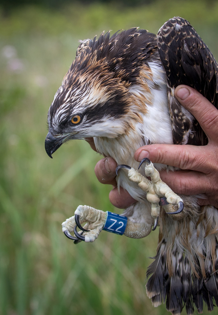 MWT - Aeron at ringing, June 2017