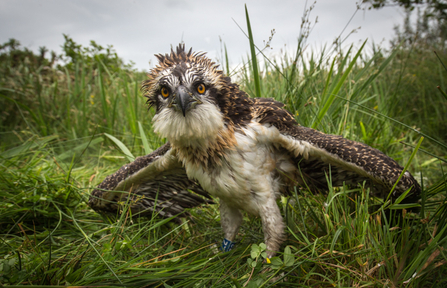 MWT - Aeron at ringing June 2017. Dyfi Osprey Project