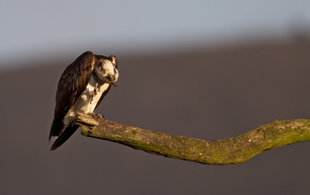 © MWT. Monty, Dyfi Osprey Project