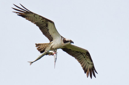 Aran. Bywyd Gwyllt Glaslyn Wildlife.