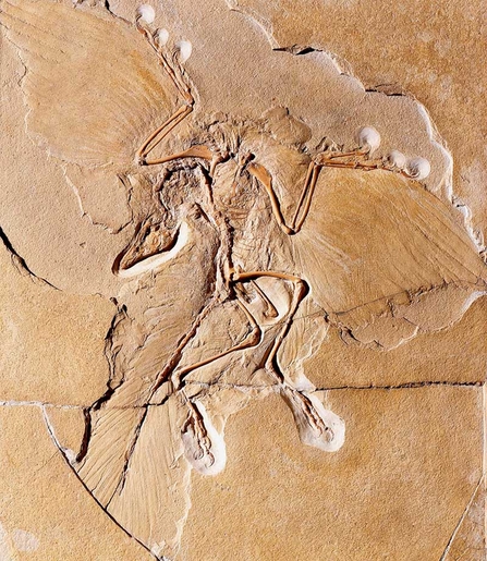 © Humboldt Museum für Naturkunde Berlin - Archaeopteryx fossil found in Germany, 1861
