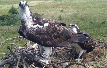 © MWT - Blue 24 and Tegid, Dyfi Osprey Project