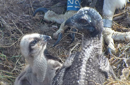 © MWT, Chicks, 2016. Dyfi Osprey Project