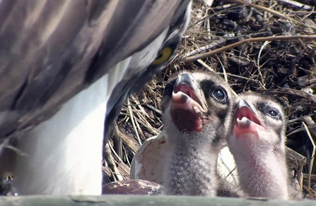 © MWT. Chicks, 2016. Dyfi Osprey Project