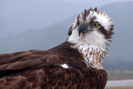 © MWT. Blue 24. Dyfi Osprey Project