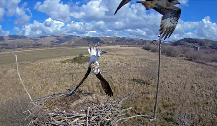 © MWT. Blue 24, Blue 5C, Dyfi Osprey Project