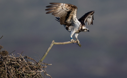 © MWT. Blue 24. Dyfi Osprey Project