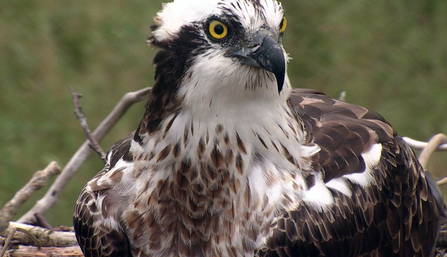 © MWT - Blue 24. Dyfi Osprey Project