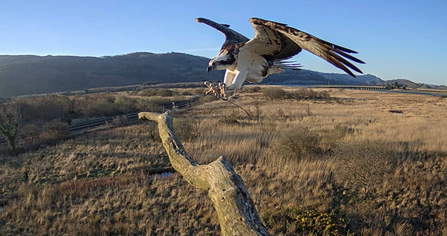 © MWT. Blue 24. Dyfi Osprey Project