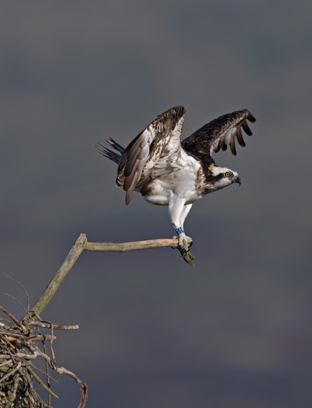 © MWT. Blue 24. Dyfi Osprey Project